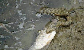 Şarpe flămând: Fotografie de excepţie cu Natrix tessellata în Cluj
