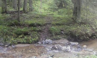 “Bălăceală” pe timp de caniculă. Lup surprins în timp ce se răcorește în râul unei păduri din Parcul Natural Apuseni