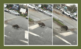 Castor cu educaţia rutieră la zi. A traversat o stradă din judeţul Cluj pe trecerea de pietoni