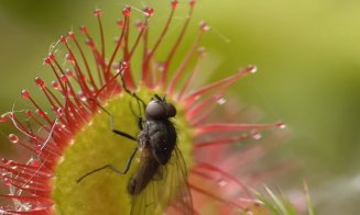 În Munții Apuseni trăiește o plantă ucigașă care digeră insectele în câteva minute